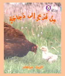  من فرخ إلى دجاجة