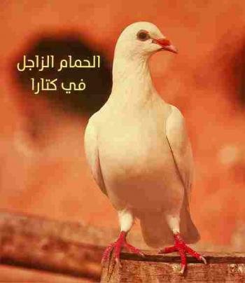  الحمام الزاجل في كتارا