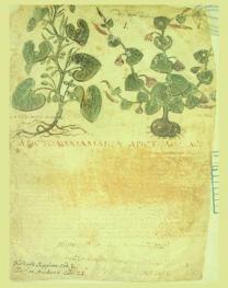  Edizione integrale in fac-simile del manoscritto Dioskurides, Codex neapolitanus, Napoli, Biblioteca nazionale, Ms. ex Vindob. Gr. 1 = Vollständige Faksimile-Ausgabe im Originalformat der Handschrift Dioskurides, Codex Neapolitanus, Napoli, Biblioteca Nazionale, Ms. ex Vindob. Gr. 1