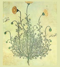  Der Wiener Dioskurides : Codex medicus Graecus 1 der Österreichischen Nationalbibliothek