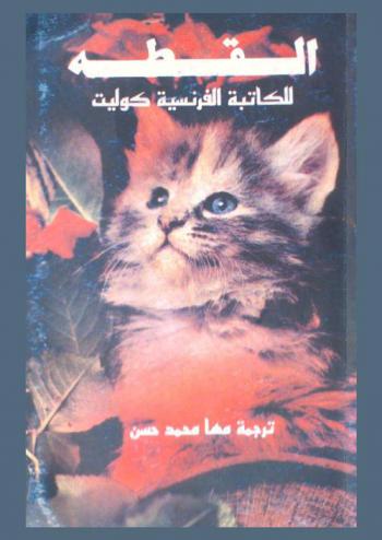 القطة