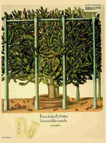  L'herbier des quatre saisons ou le jardin d'Eichstatt