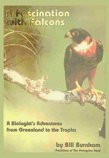 A fascination with falcons