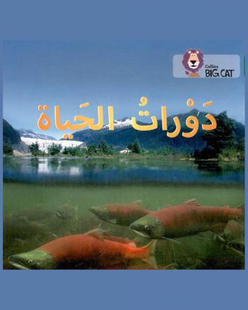 دورات الحياة