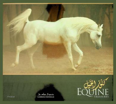  Equine treasures = كنوز الخيل